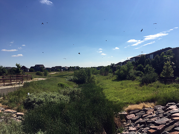 Grass and shrubs along a shallow ravine with a trail to one side. 