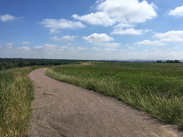 A trail with tall grass on either side on a sunny day. 